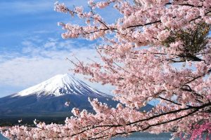 SAKURA 桜
